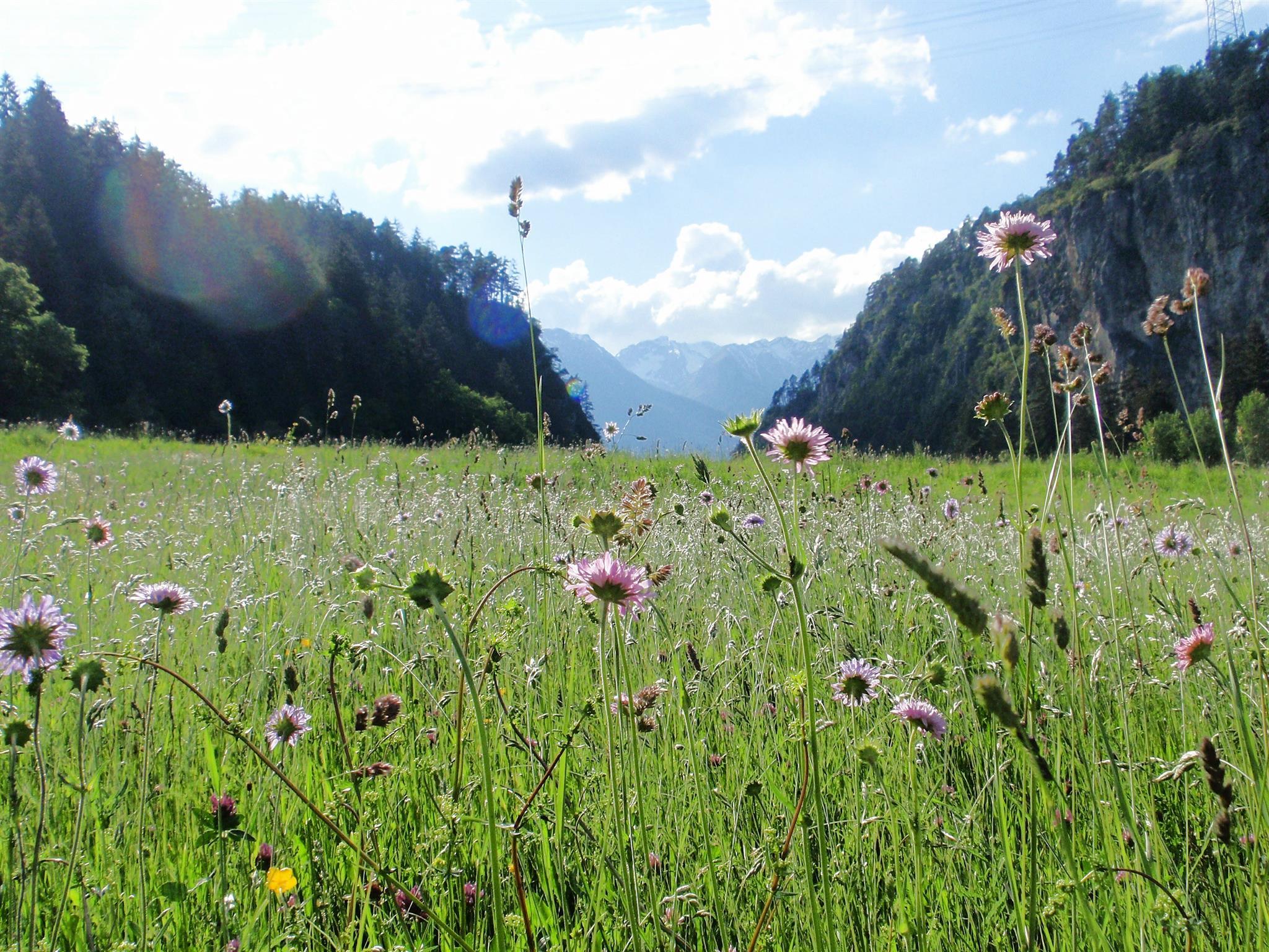 Blumenwiese im Tiroler Oberland
