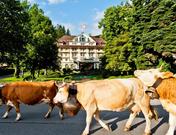 Le Grand Bellevue