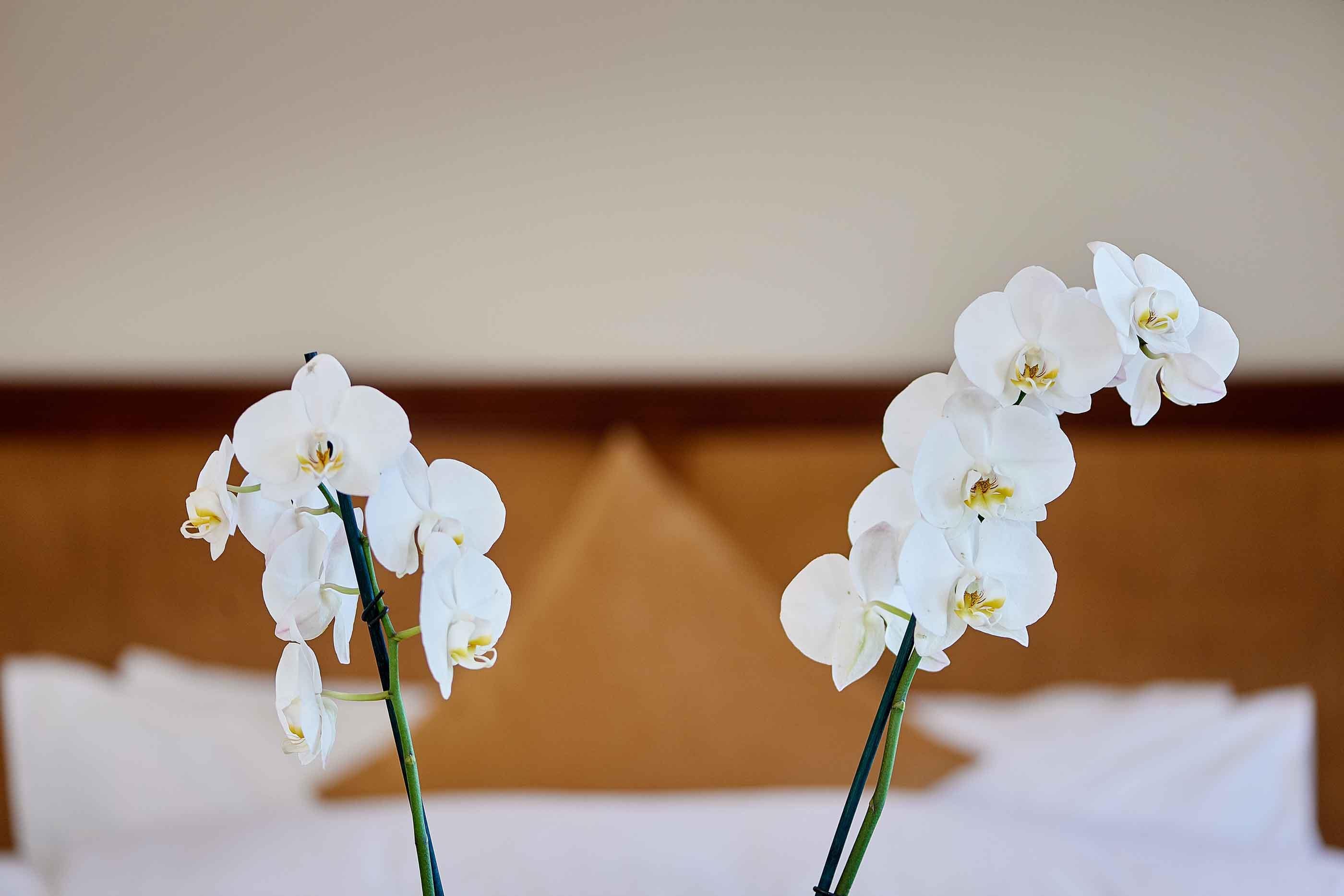 Hotel Eden Spiez: Orchideen