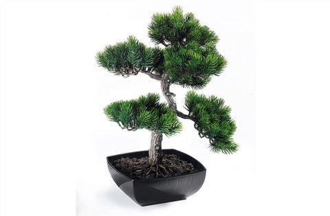 Bonsai Museum