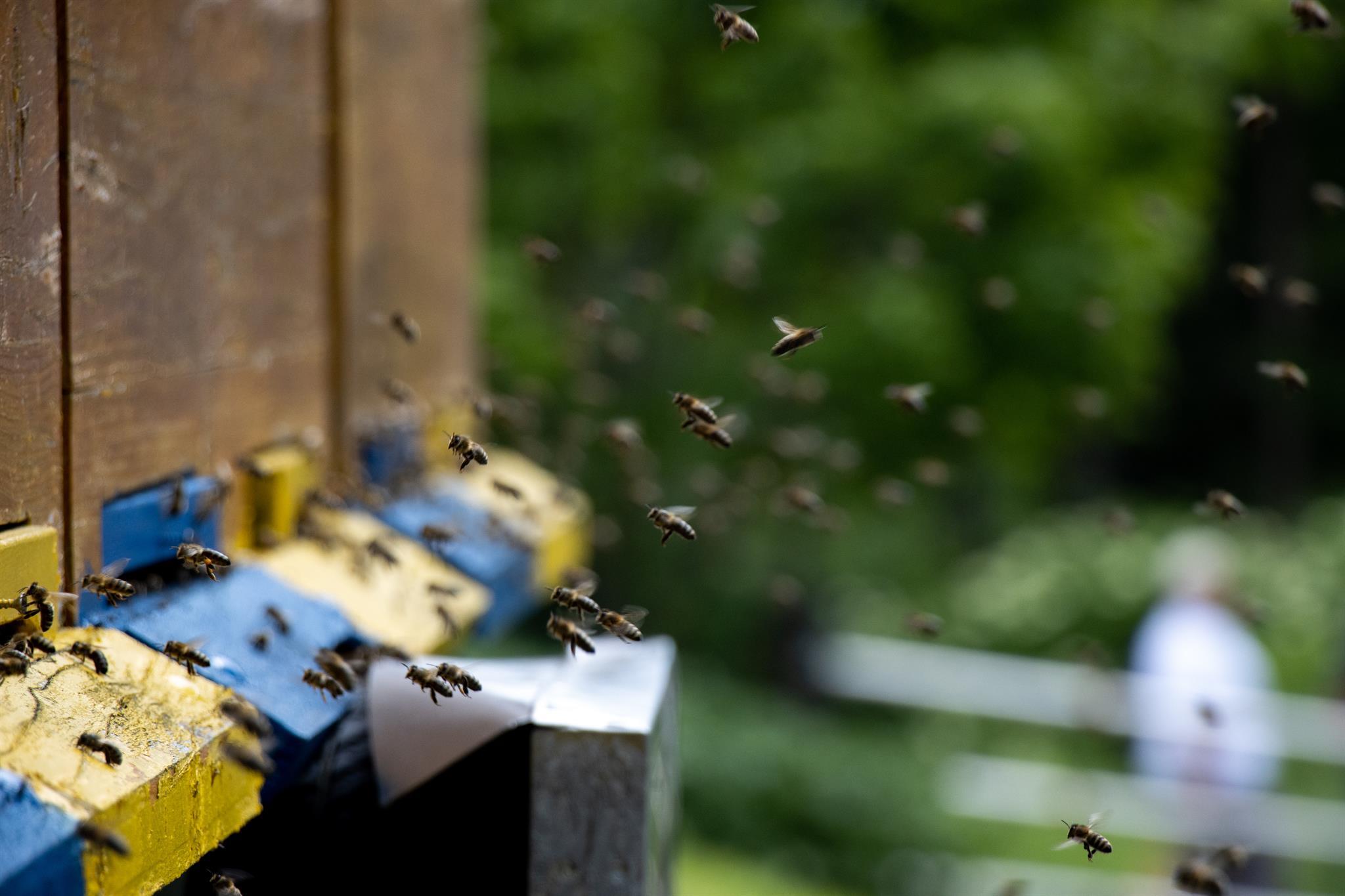 Bienenwachskerzen selbst herstellen
