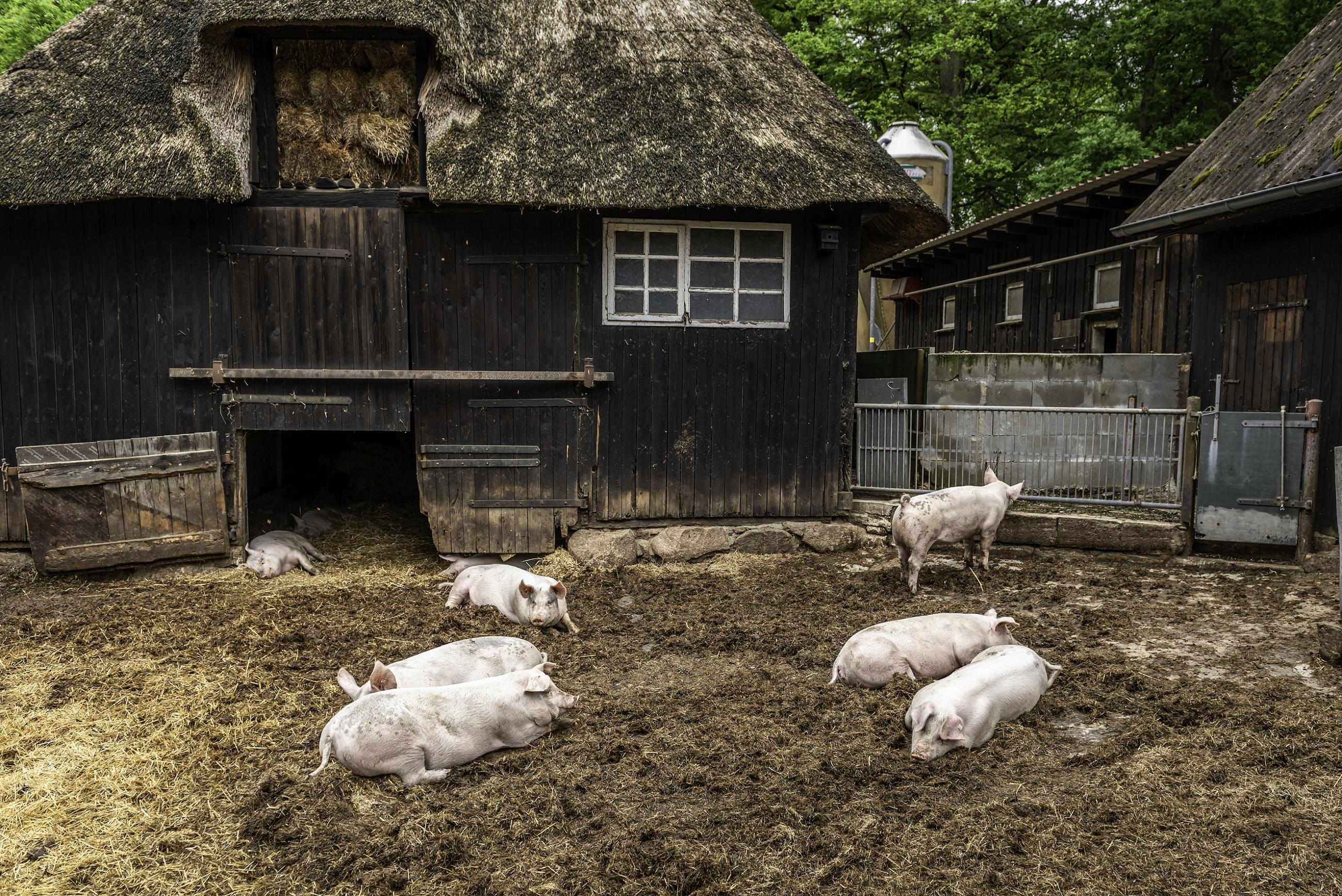 Unsere Strohschweine im alten Schafstall