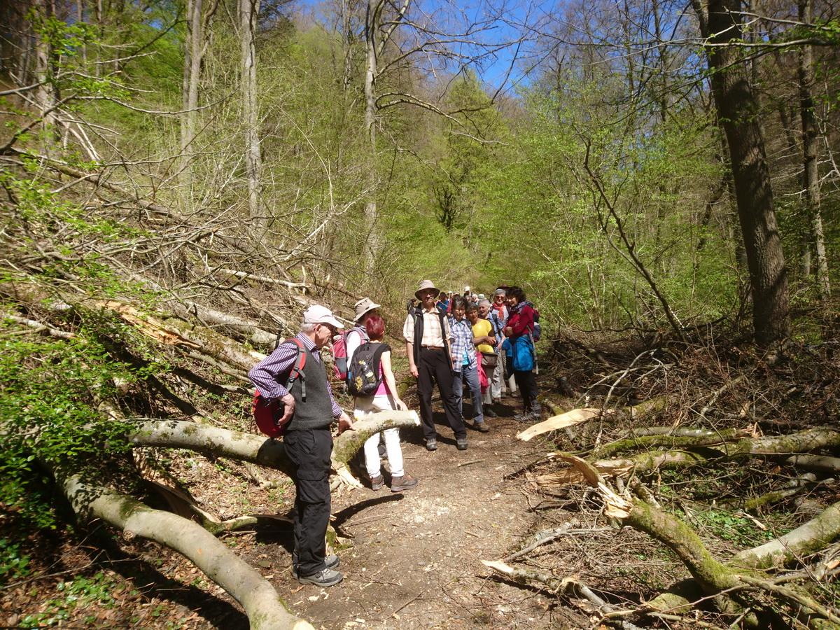 Wandergruppe im Wald 2