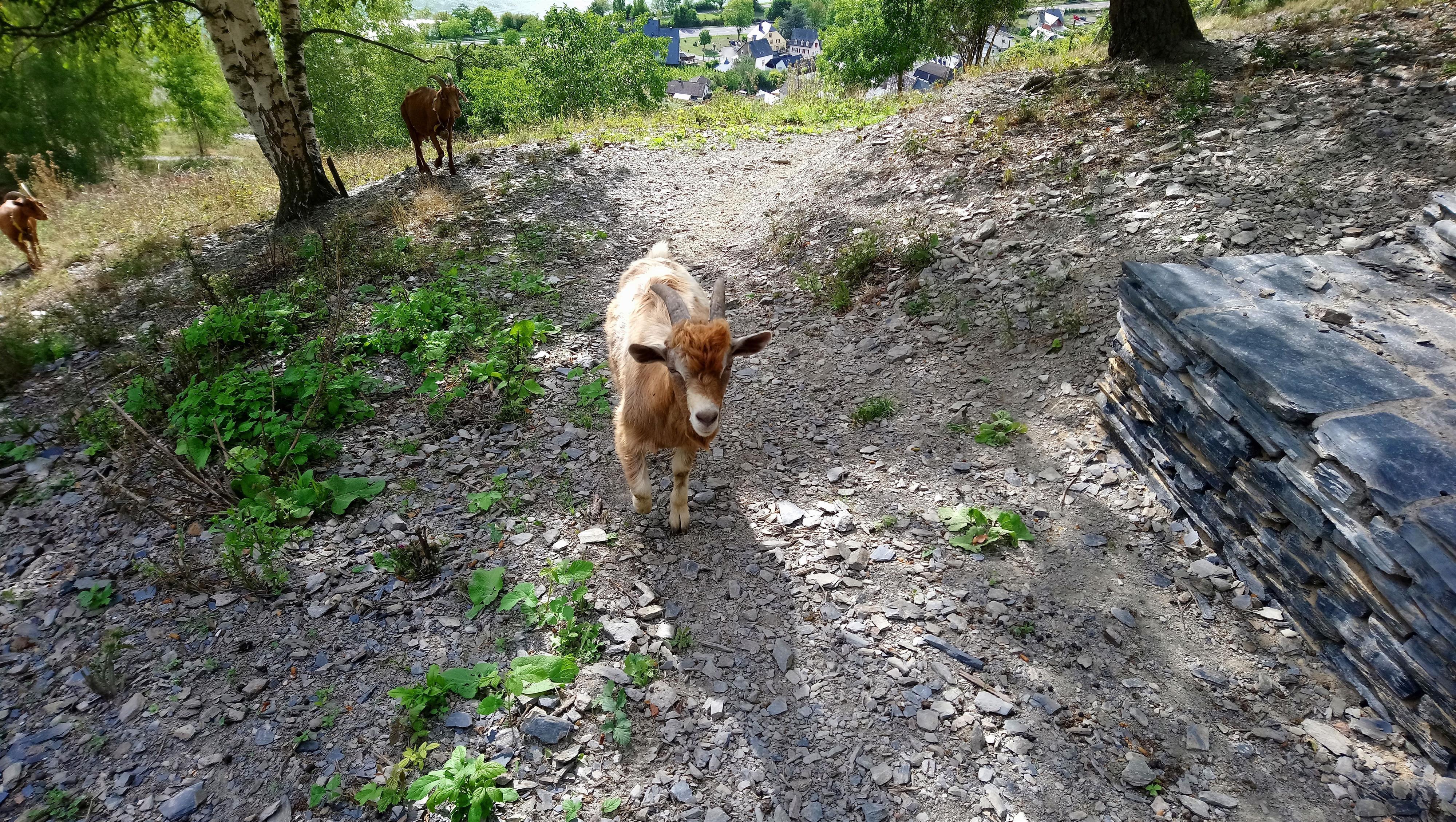 Wanderweg mit Ziege