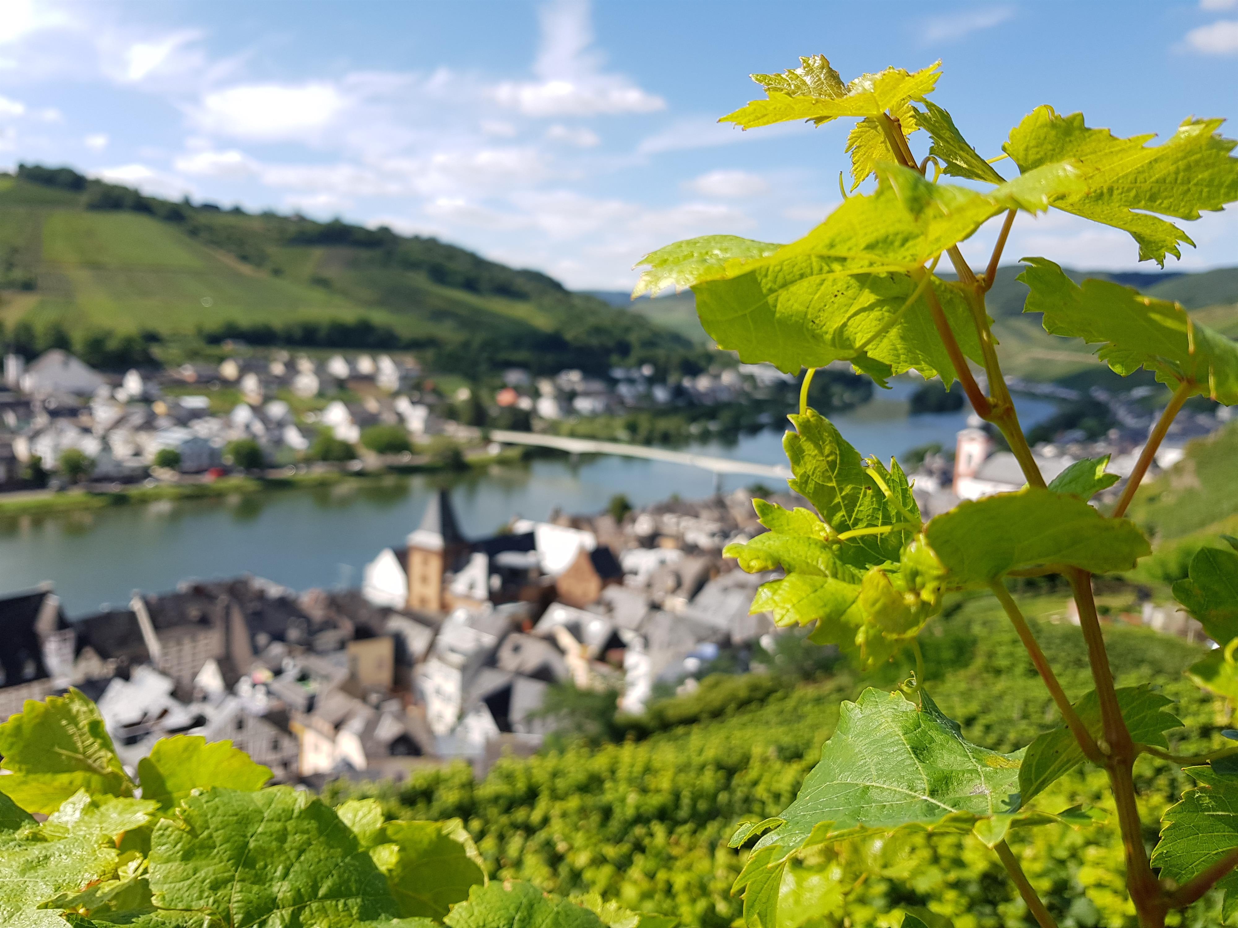 Zell (Mosel)