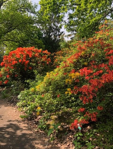 rhododendron t17 Dandy Man Color Wheel Rhododendron | Three Colors in One