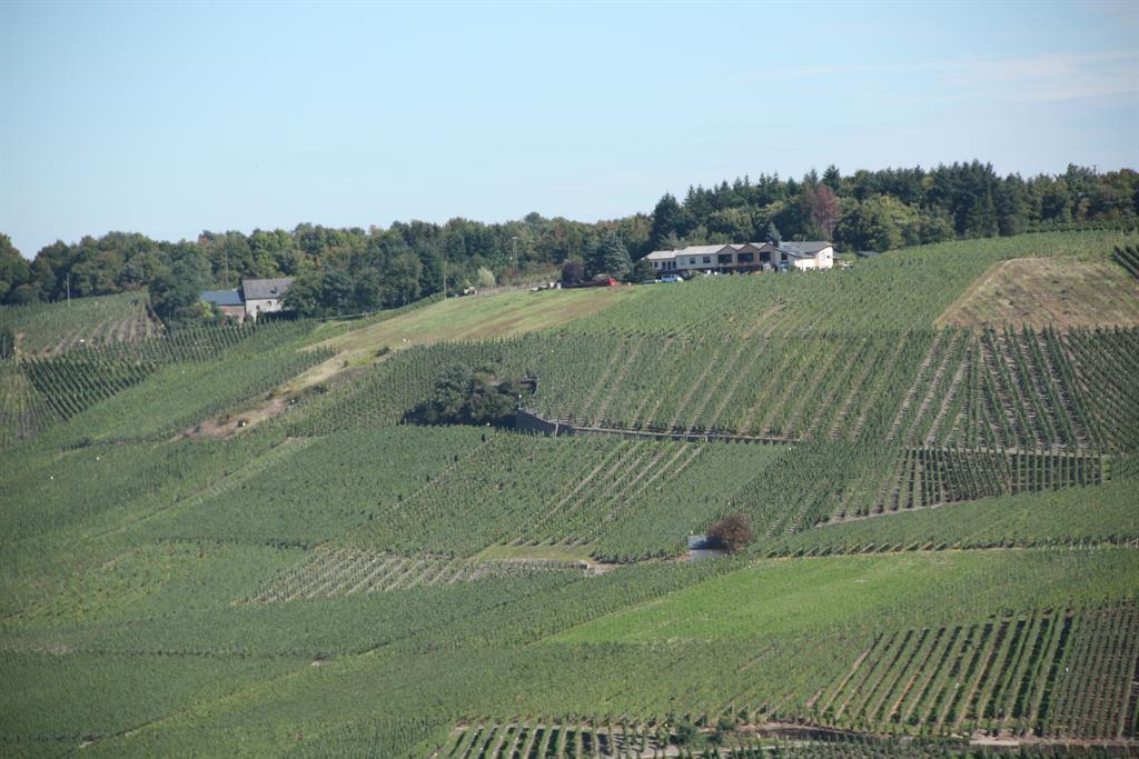Weinberge