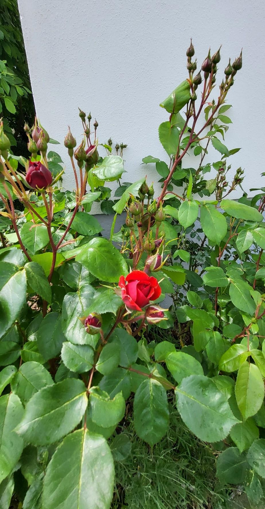 Blumenpracht am Eingang