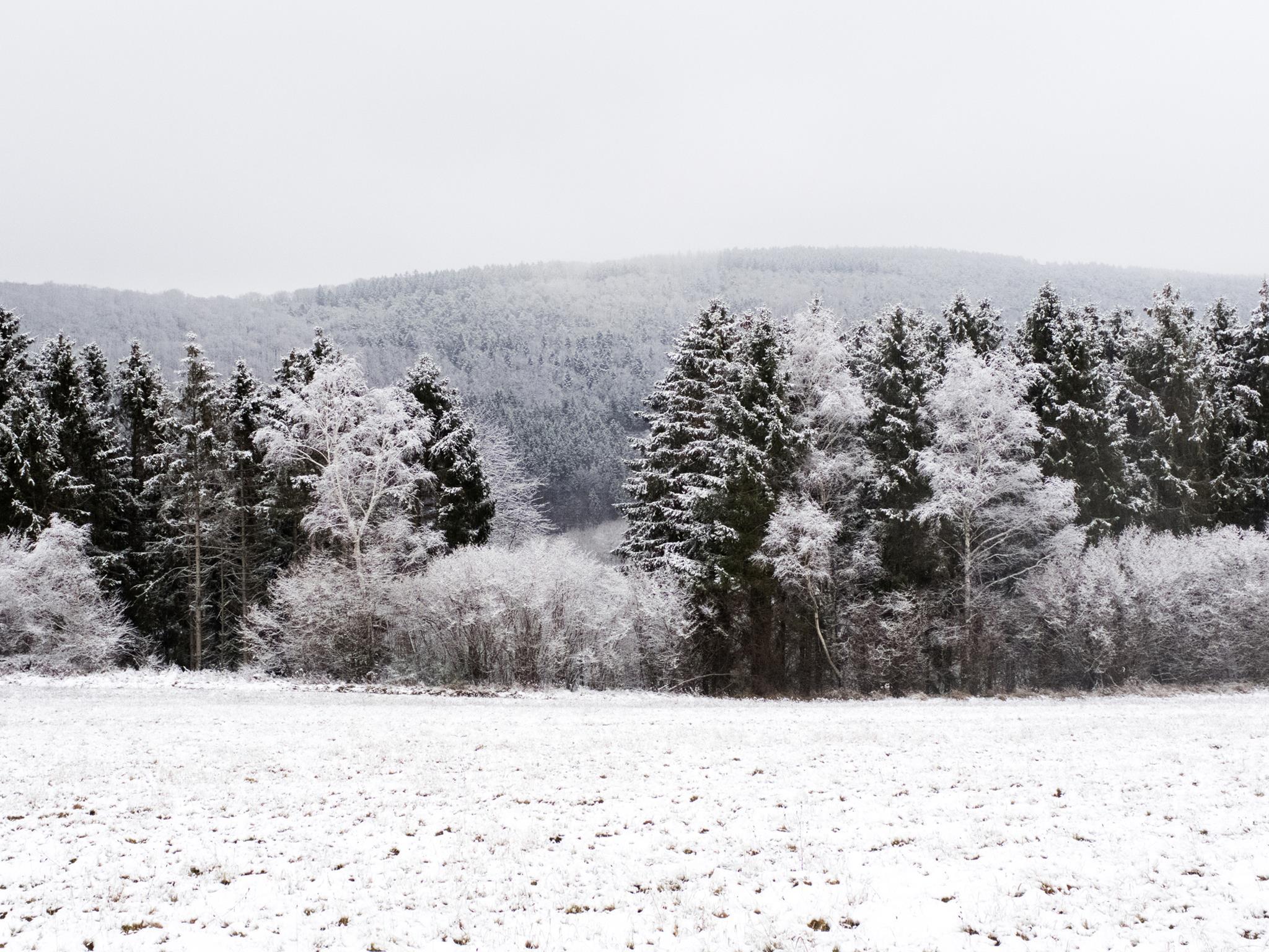 Hochwald im Winter.