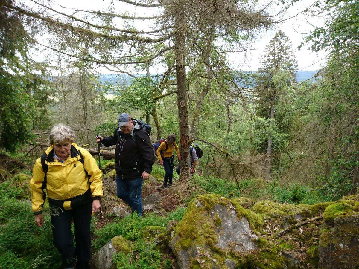 Wandergruppe im Wald 1