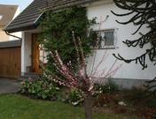 Impression Provencale