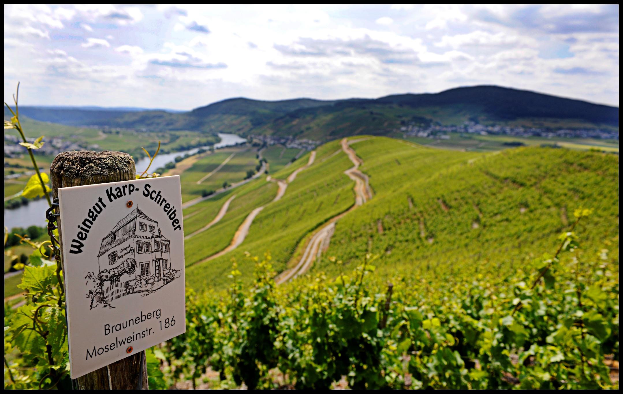 Weinberge in bester Mosellage