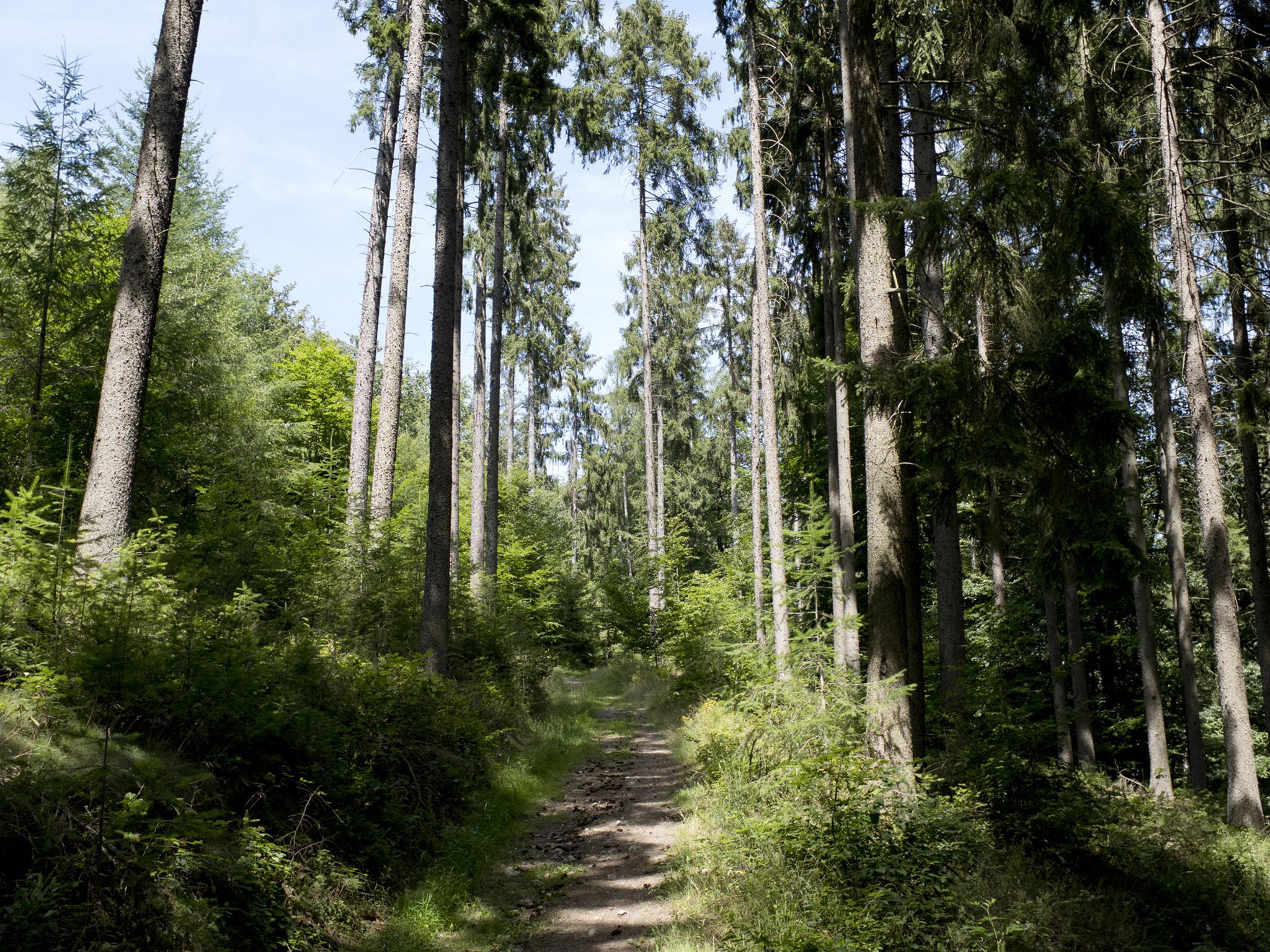 Wanderweg im Hochwald