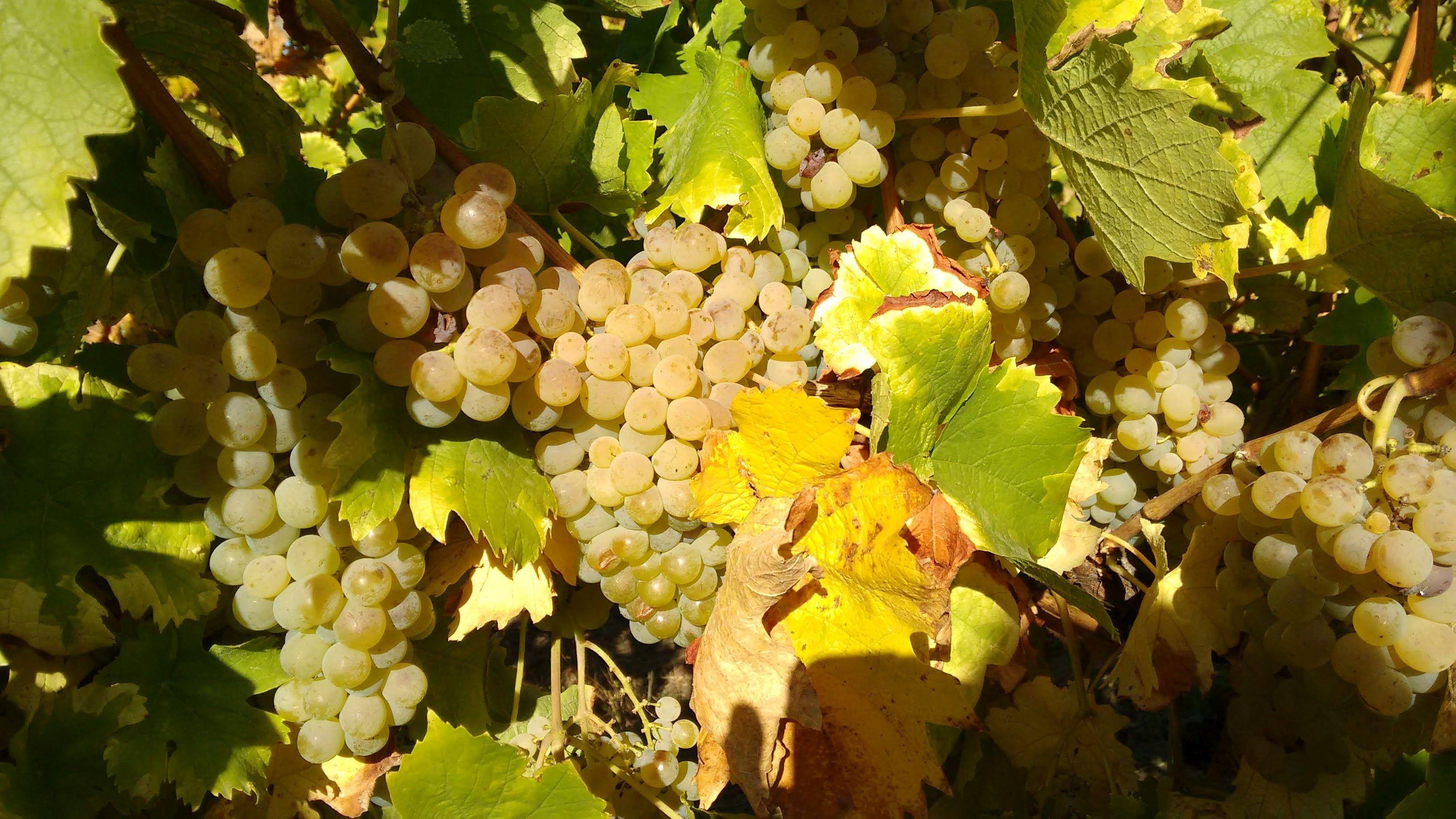 Fest des Federweißen 16.09.2023 · Kandel