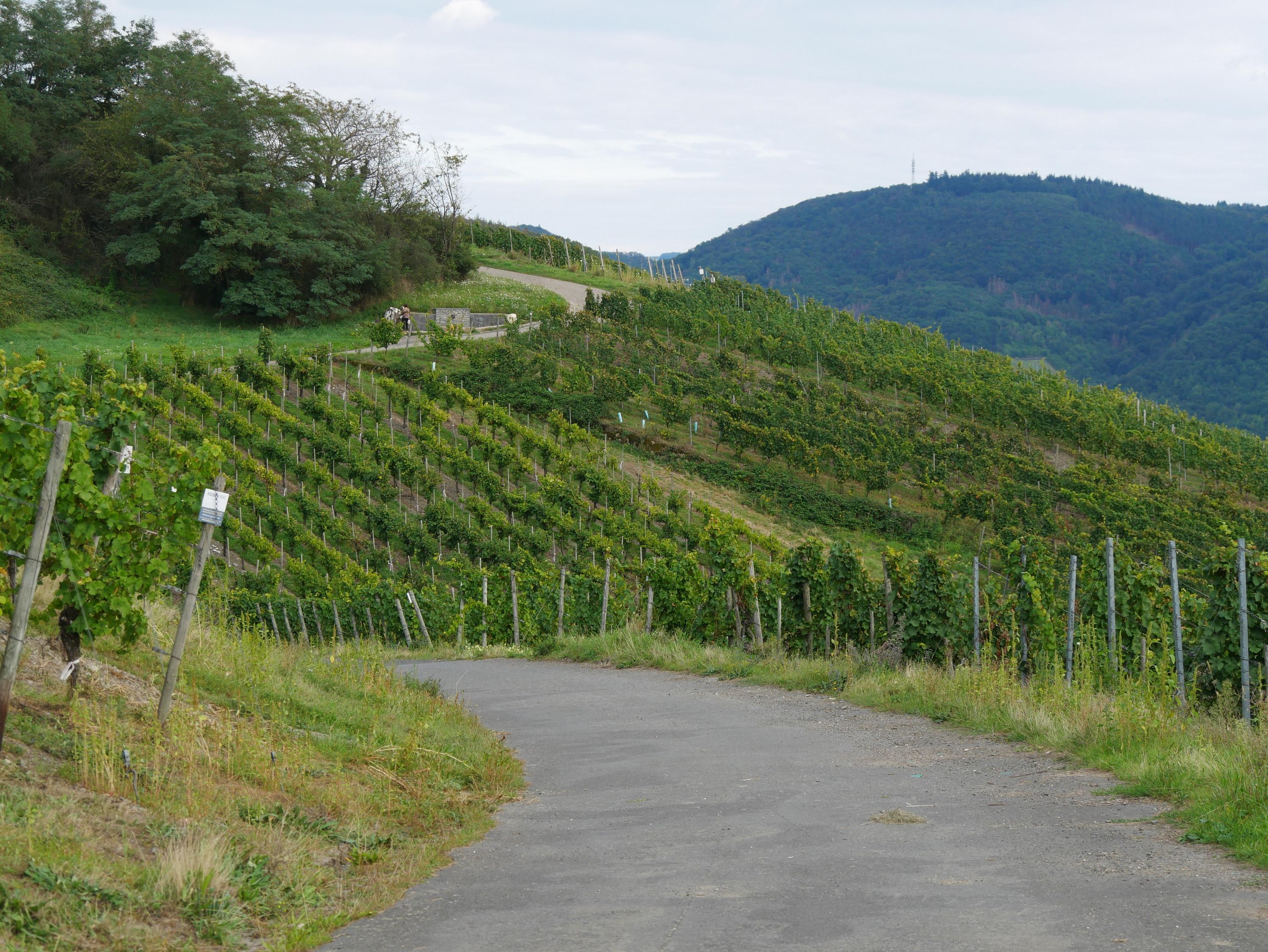 Weinbergsweg