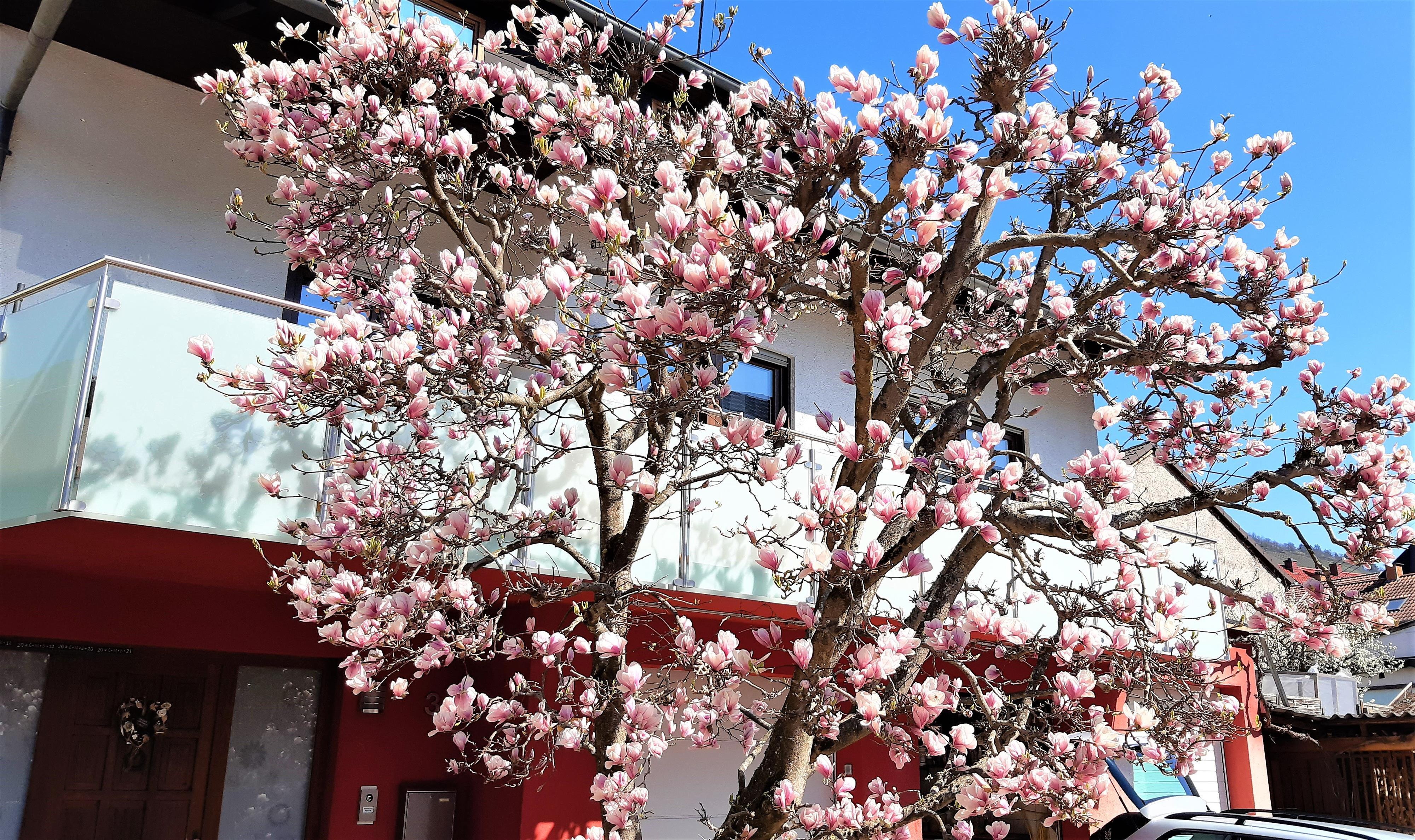 Magnolia in voller Blüte