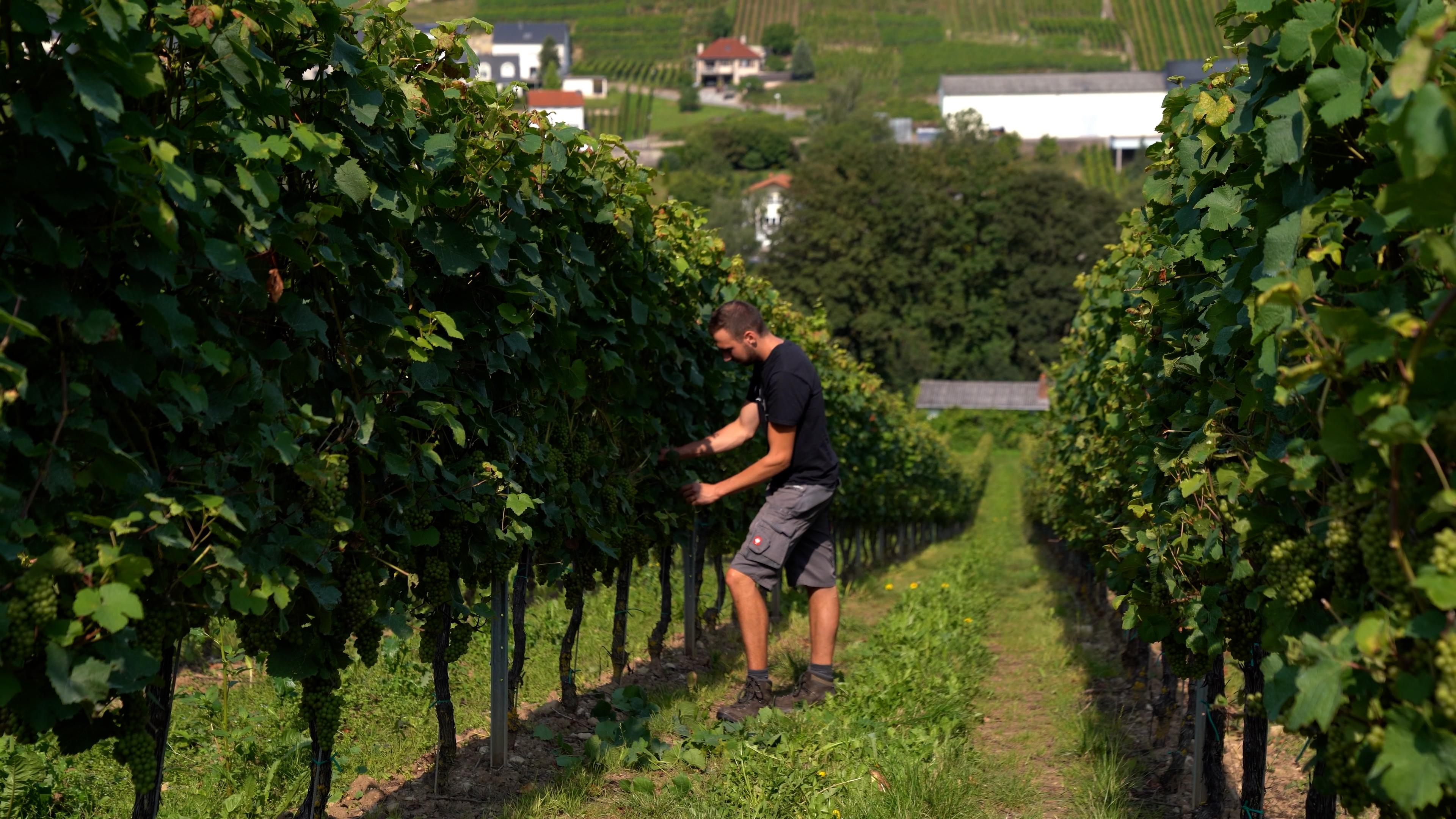 Weingut Gries (5)