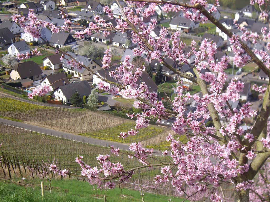 Weinbergspfirsichblüte im Frühjahr