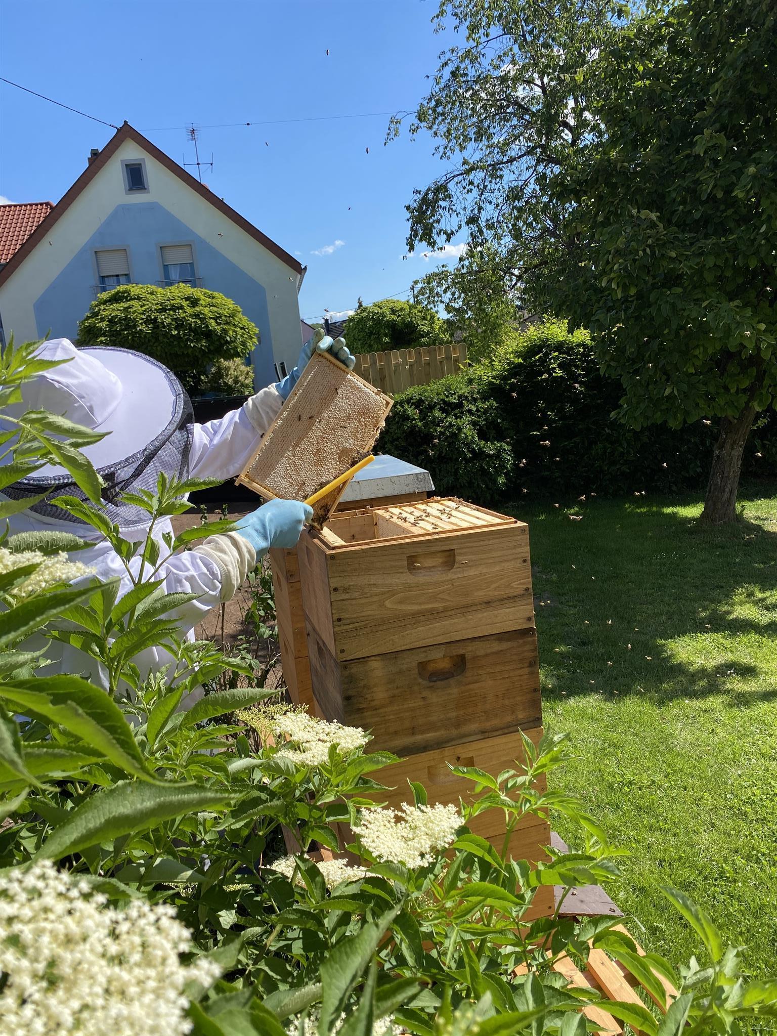 Honigernte bei unseren Bienen