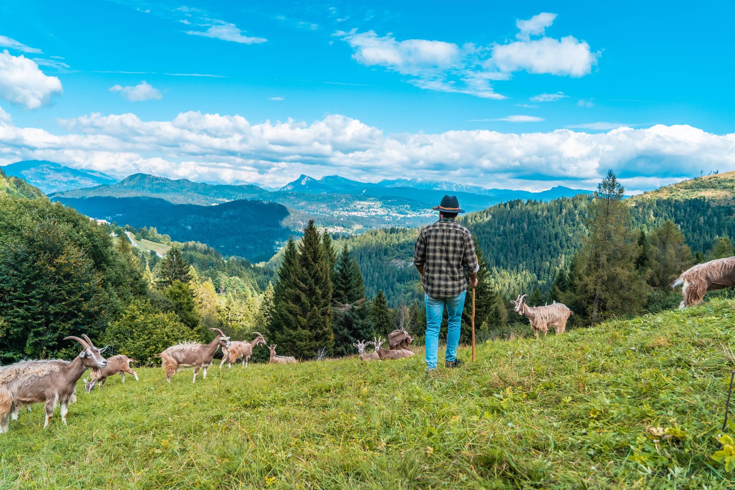 Passeggiata con le caprette