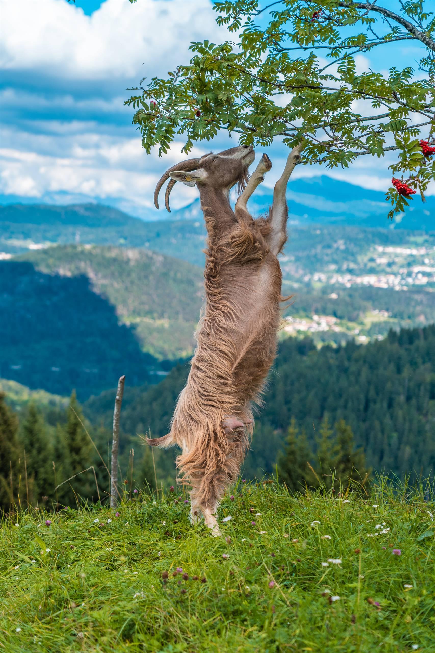 Passeggiata con le caprette