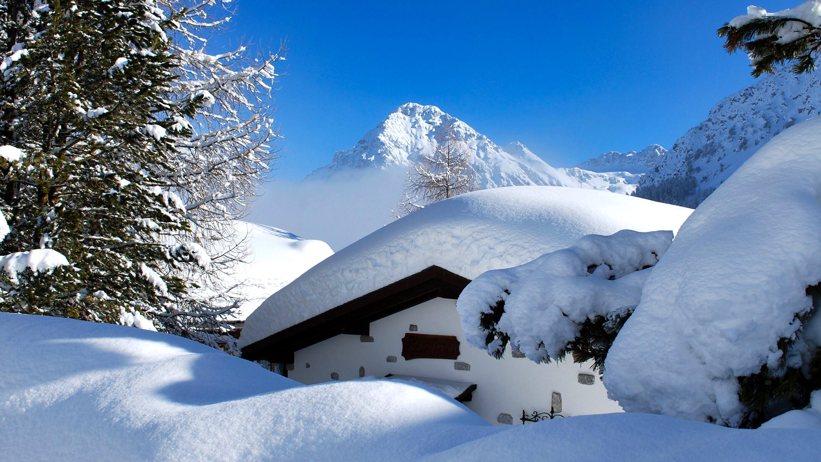 Carlina im Winter Carlina im Winter