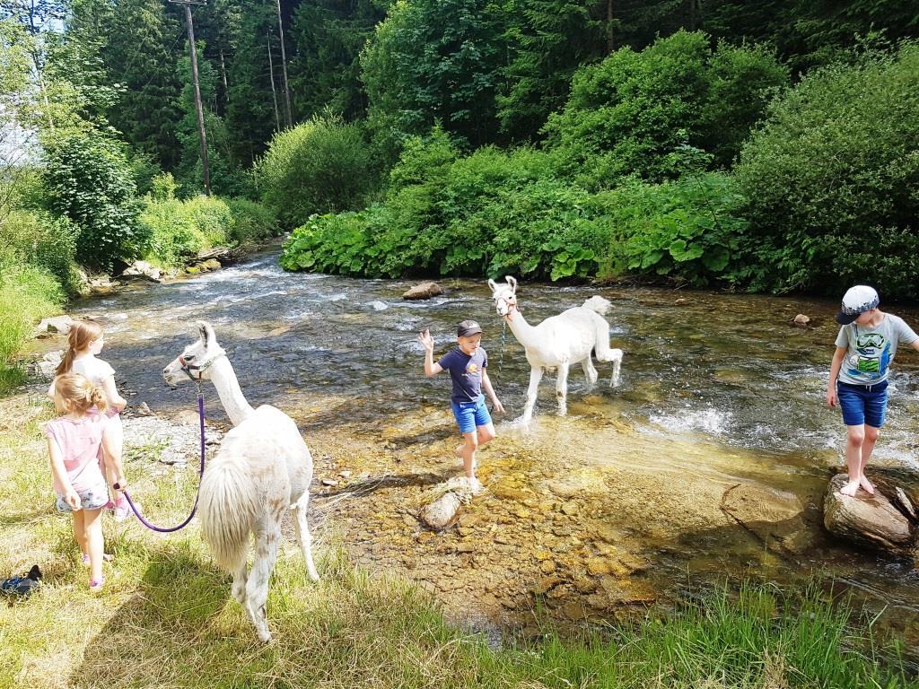 Lama Schnuppertürchen