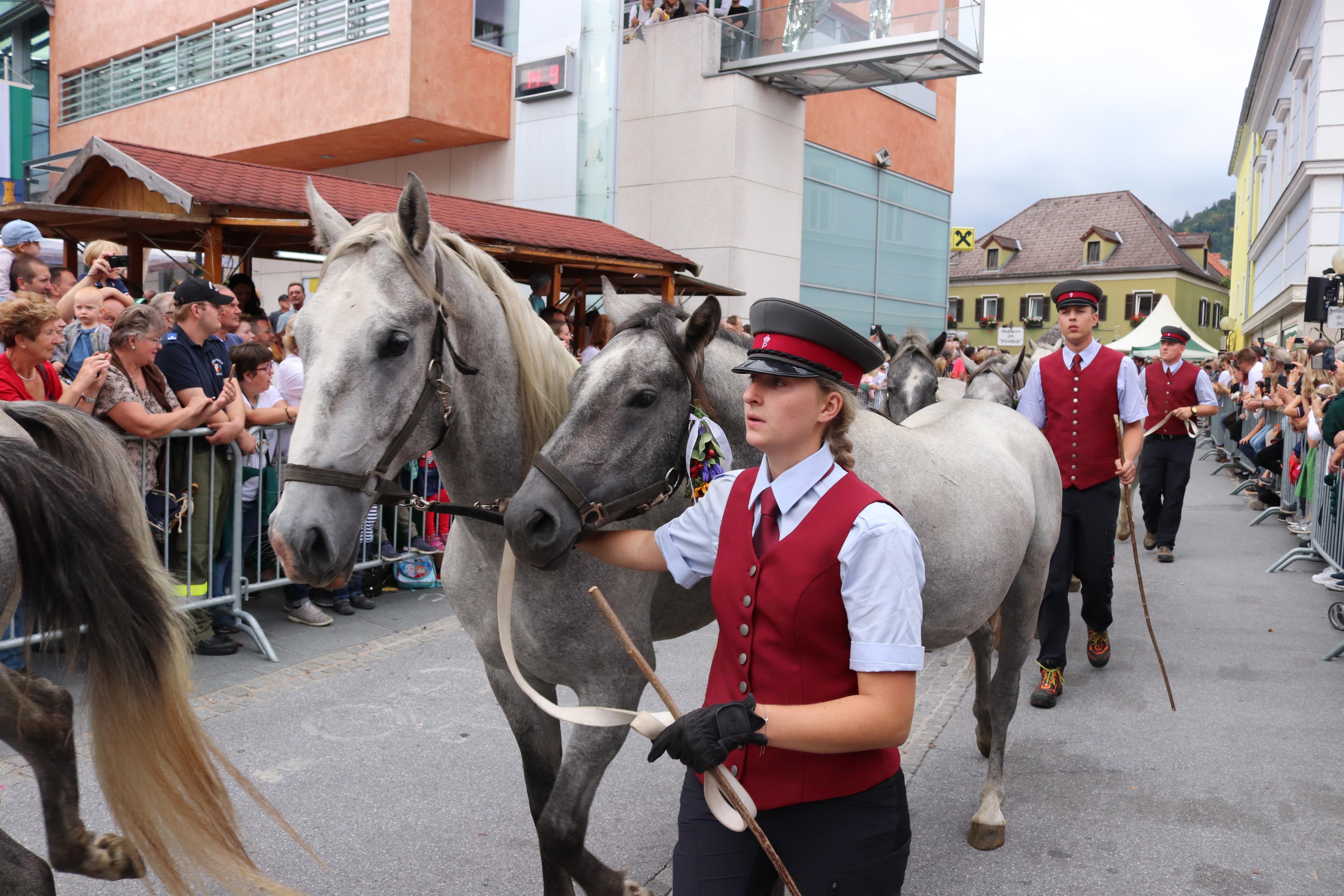 Lipizzaner Almabtrieb