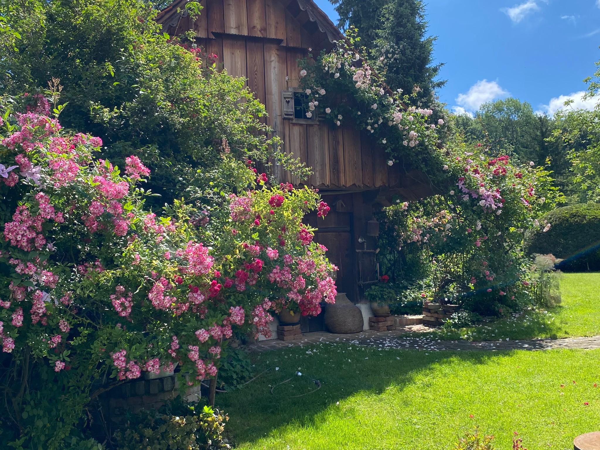 Mein Rosengarten – Malen mit Pflanzen auf den Spuren Monets