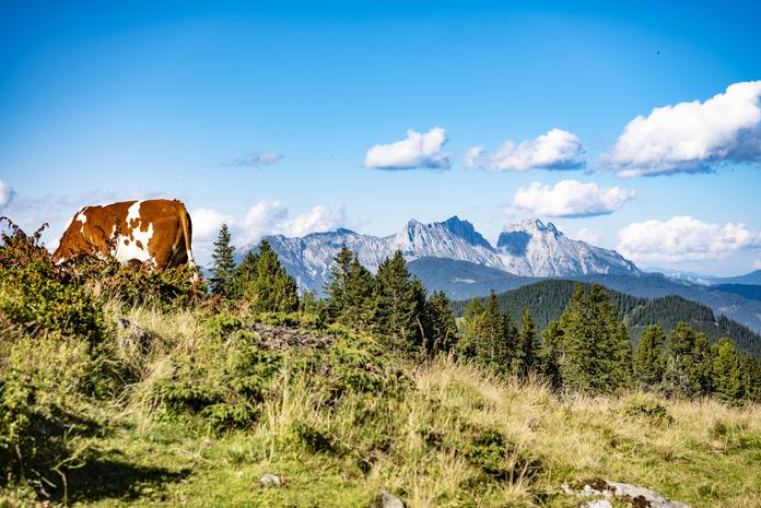 Almabtrieb der FF Hohentauern