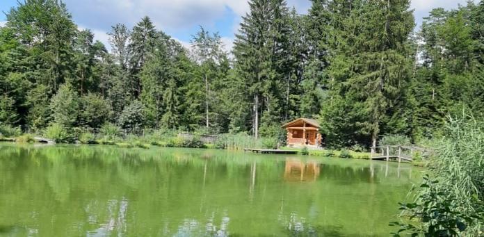 Teich im Märchenwald