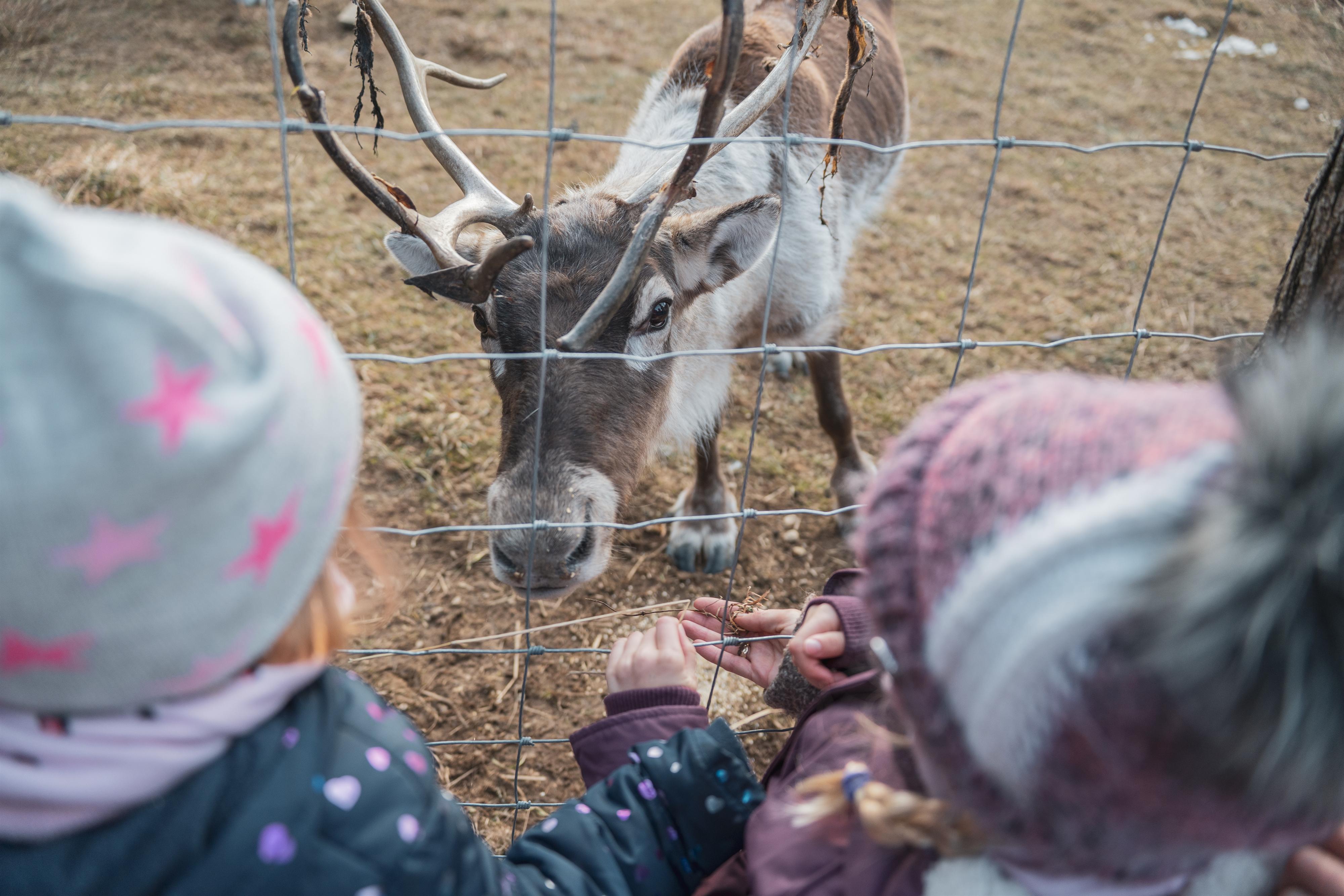 Advent im Tierpark