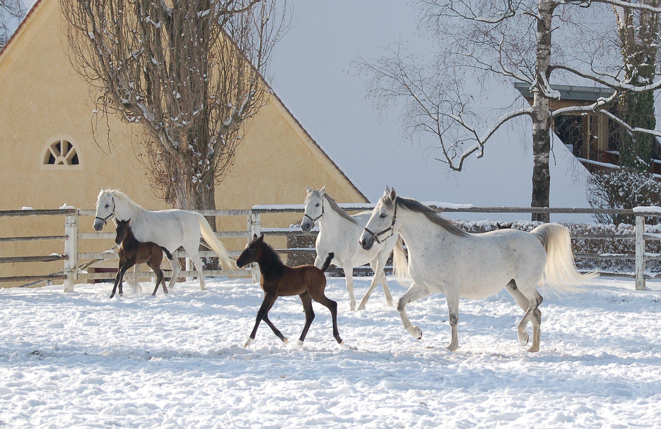 Warten auf’s Christkind