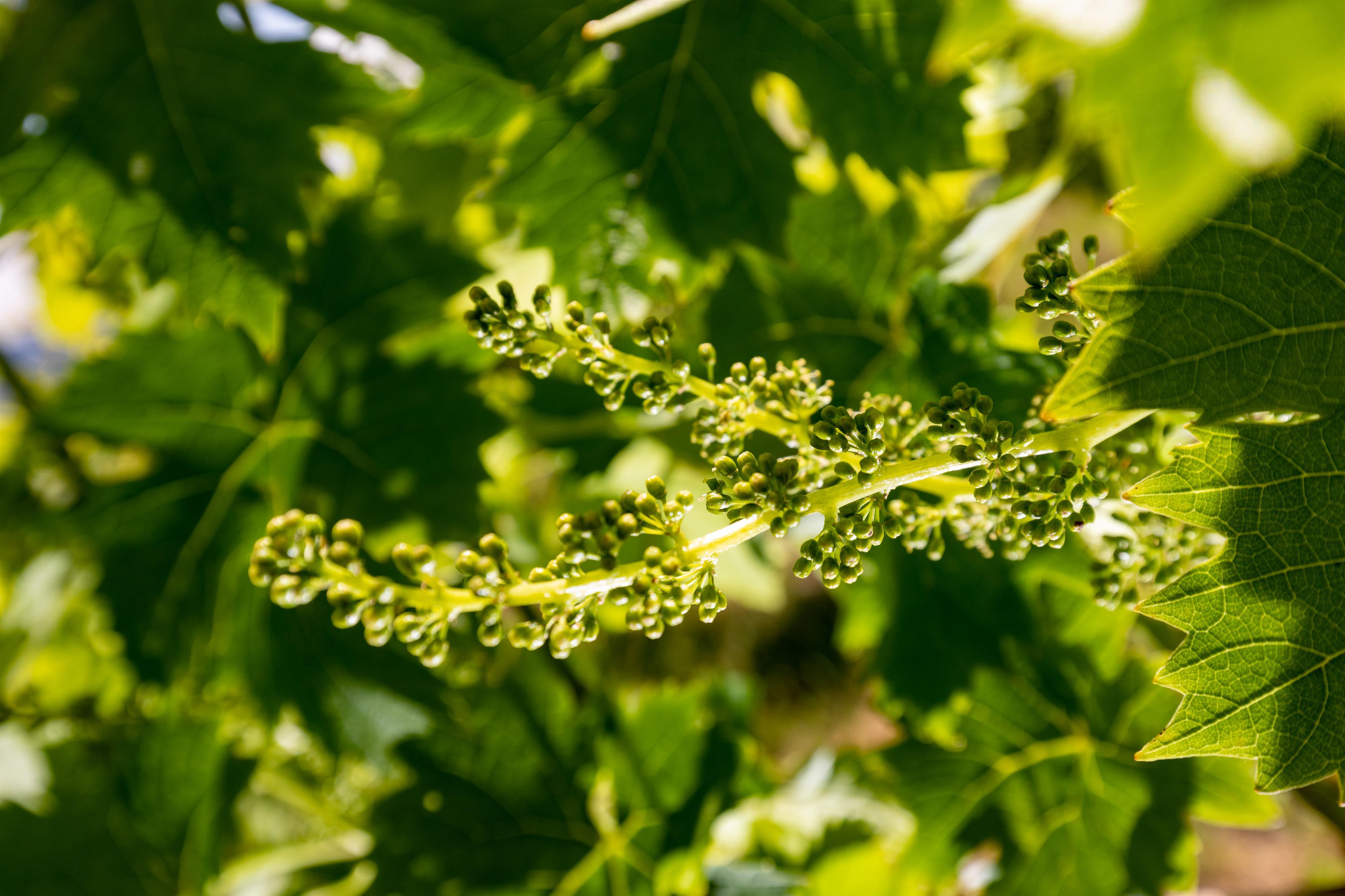 Gamlitzer Weinblütenfest mit Weinbergwanderung am Naturparkwanderweg