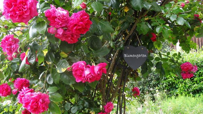 Erni´s Gartenvielfalt in Jagerberg