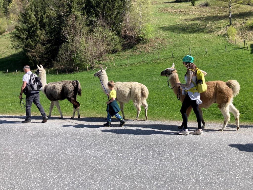 Lamatour: Wenn das Lama dreimal hustet..