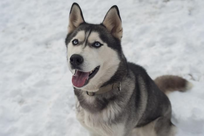 Husky Haberl