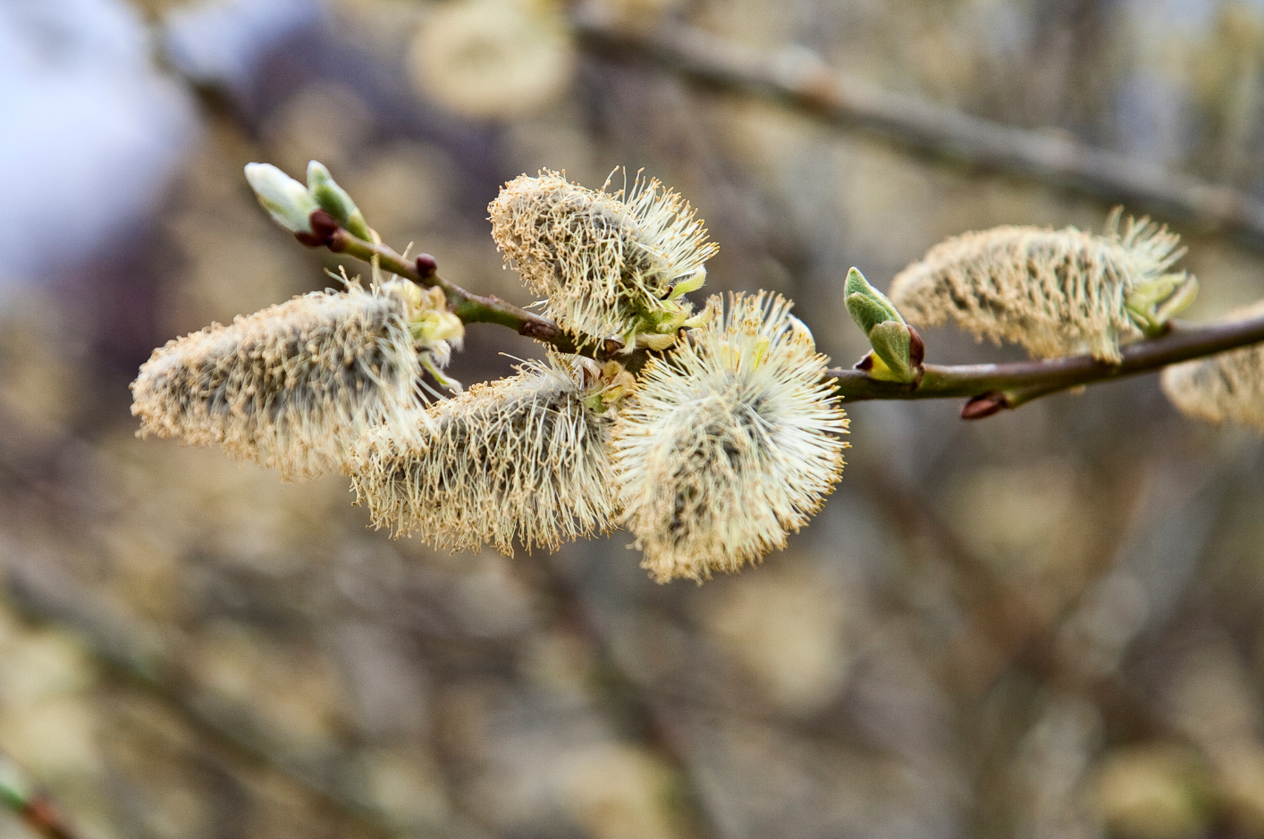 Weiden aus der Region für deinen Garten