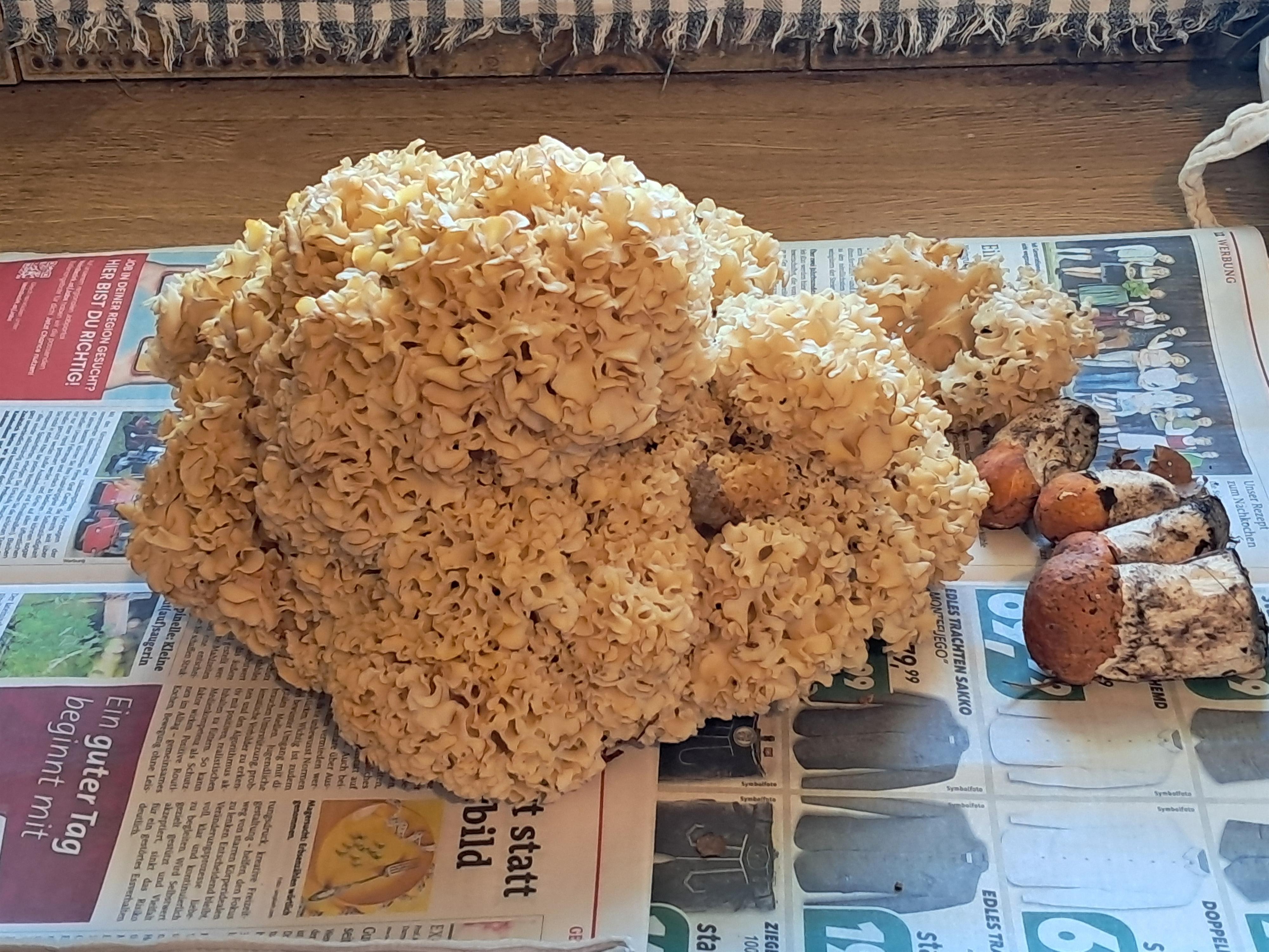 Naturkundliche Exkursion: Essbare Schätze aus der Natur!