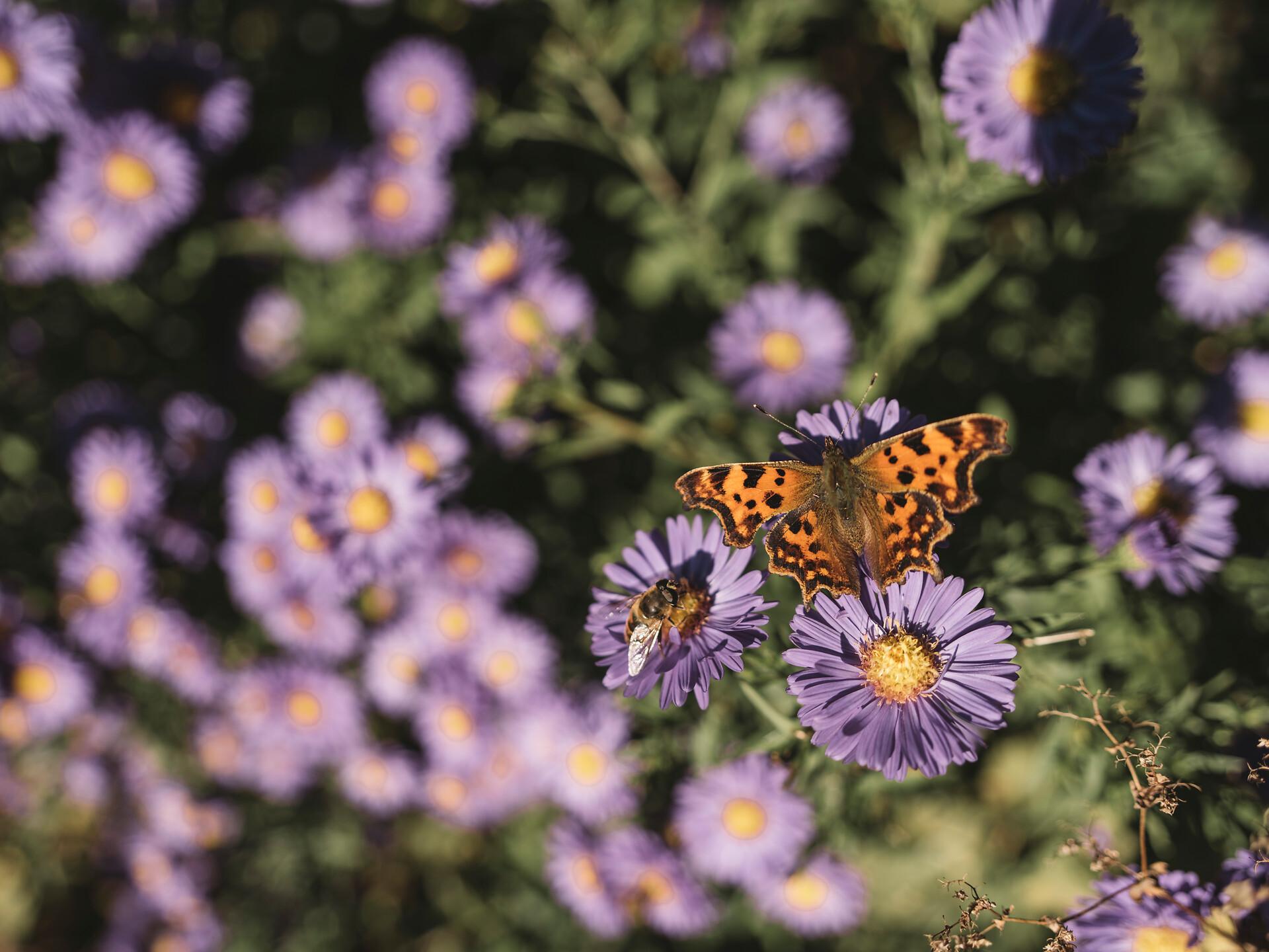 Workshop „Wie lege ich eine Blumenwiese richtig an?“