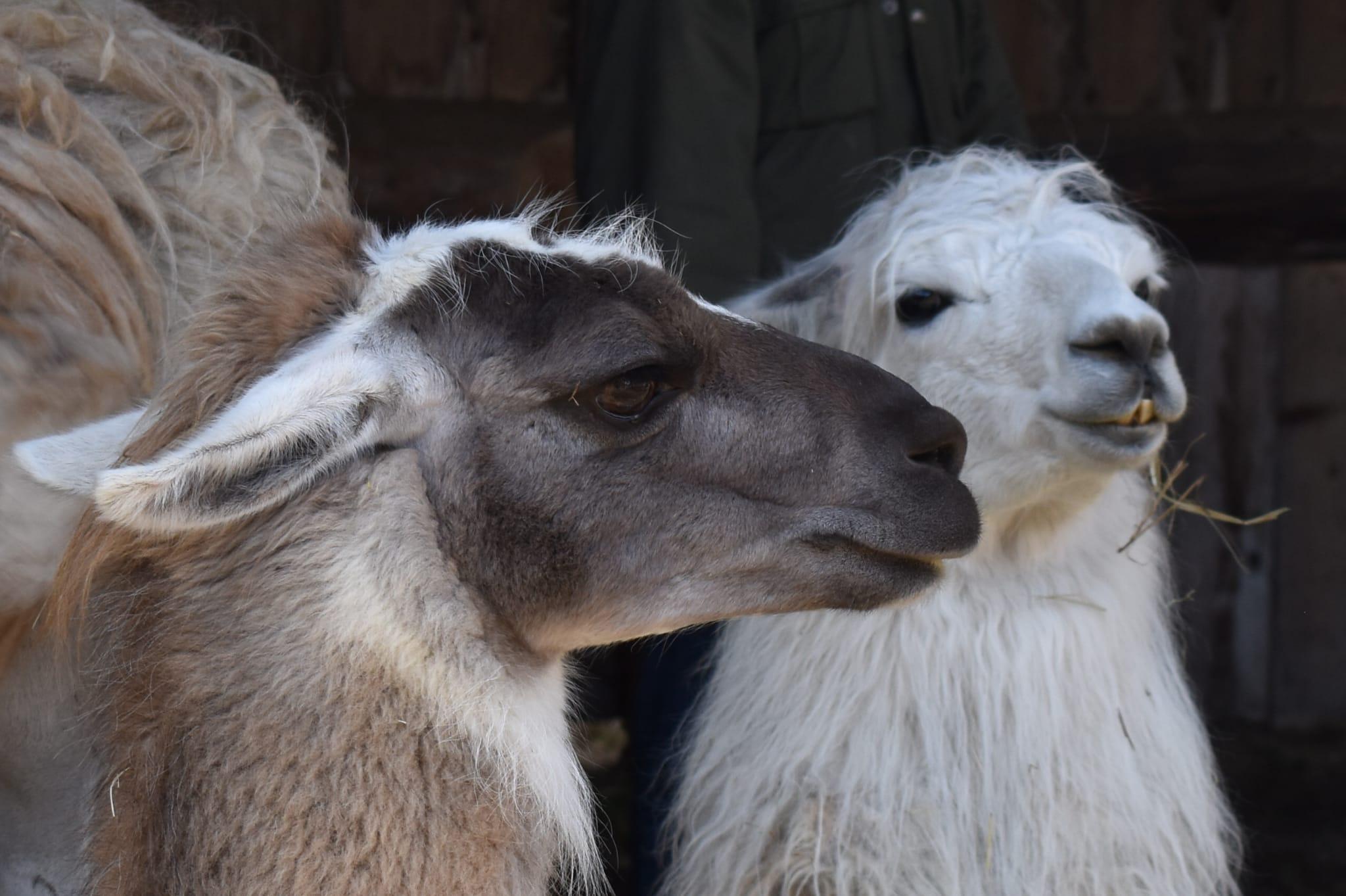 Lama Schnuppertour