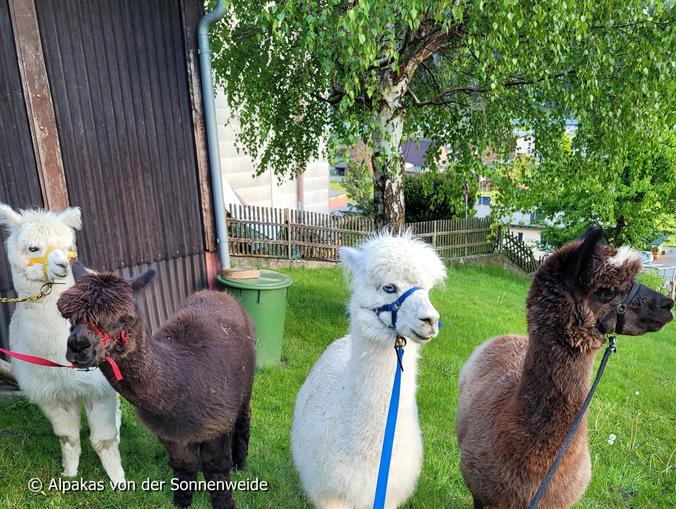 Alpakas von der Sonnenweide