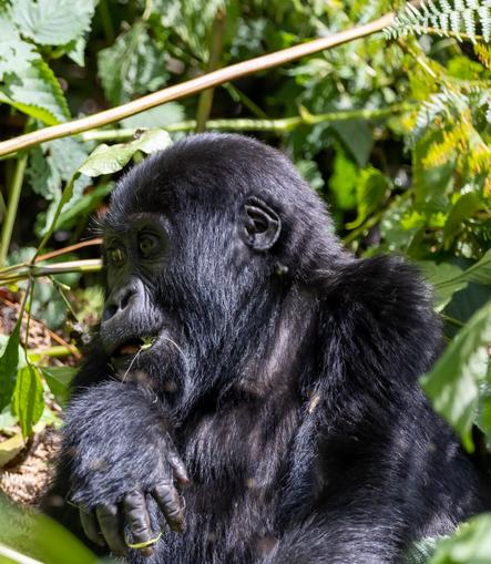 Fotovortrag "Berggorillas in Uganda"