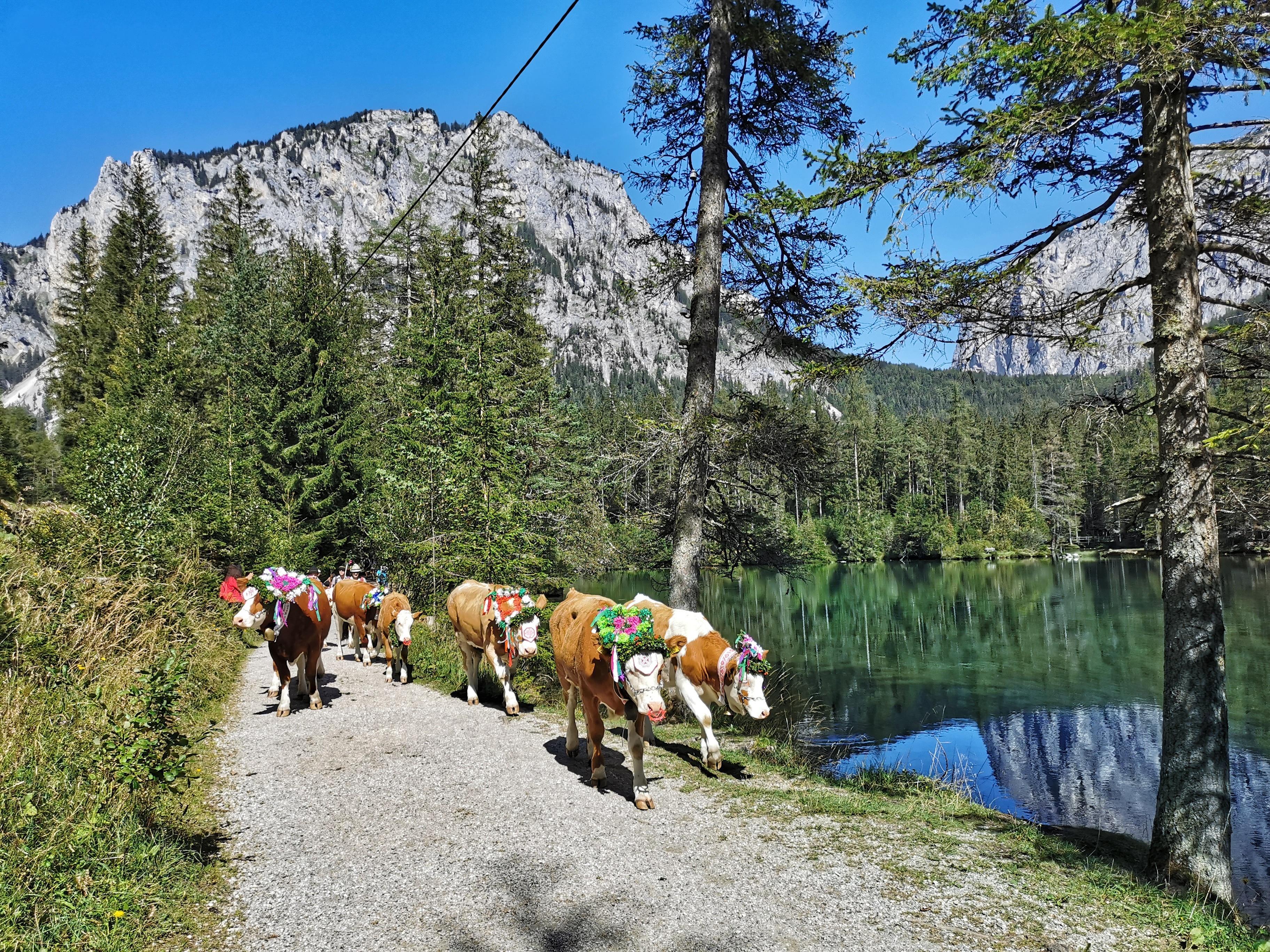 Almabtrieb in Tragöß