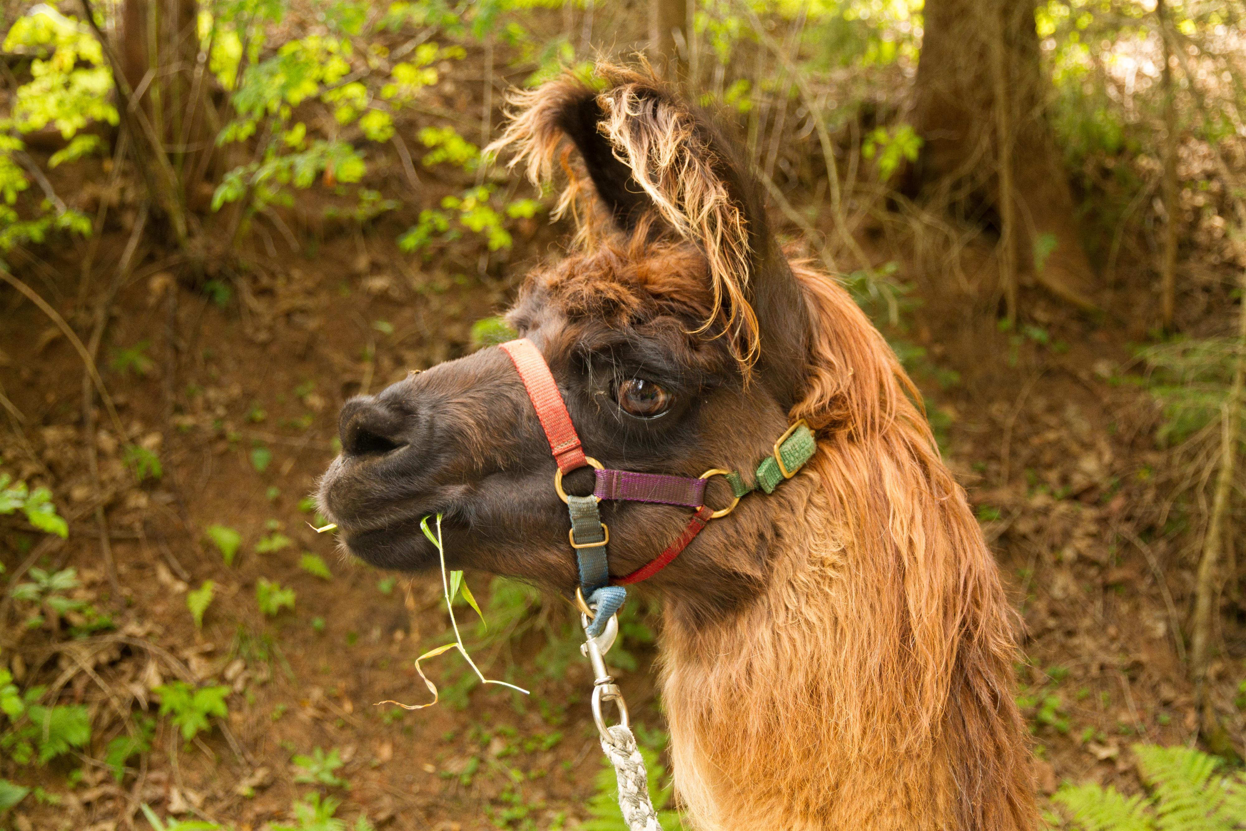 Genusswanderung mit Lama und Picknick