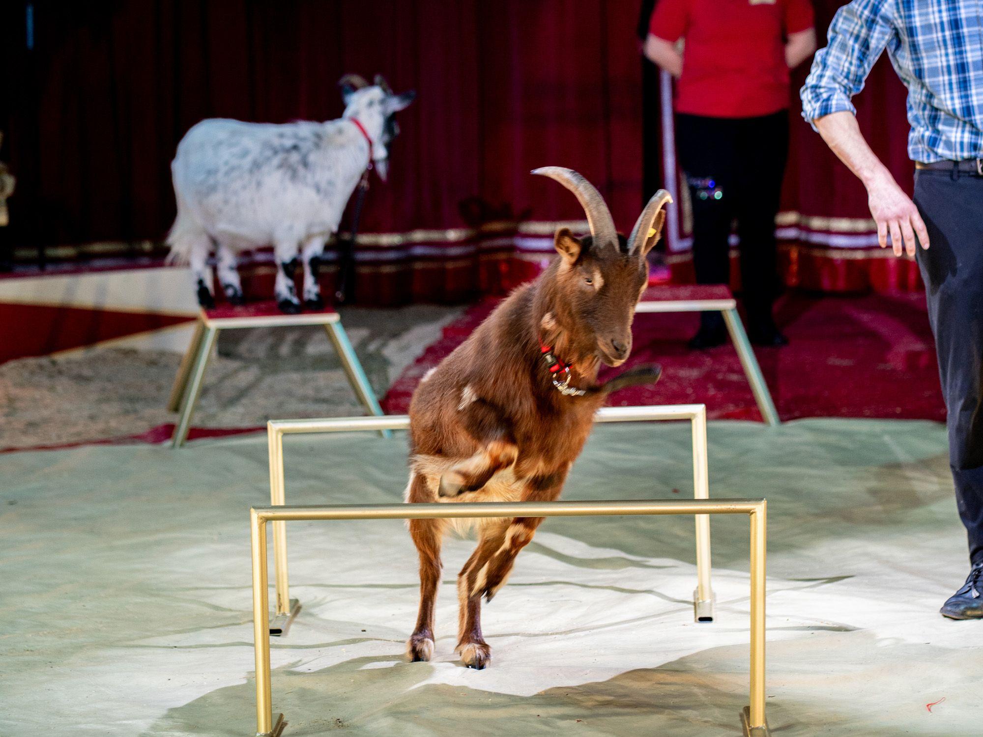 Circus AROS – Gaststpiel Gleisdorf