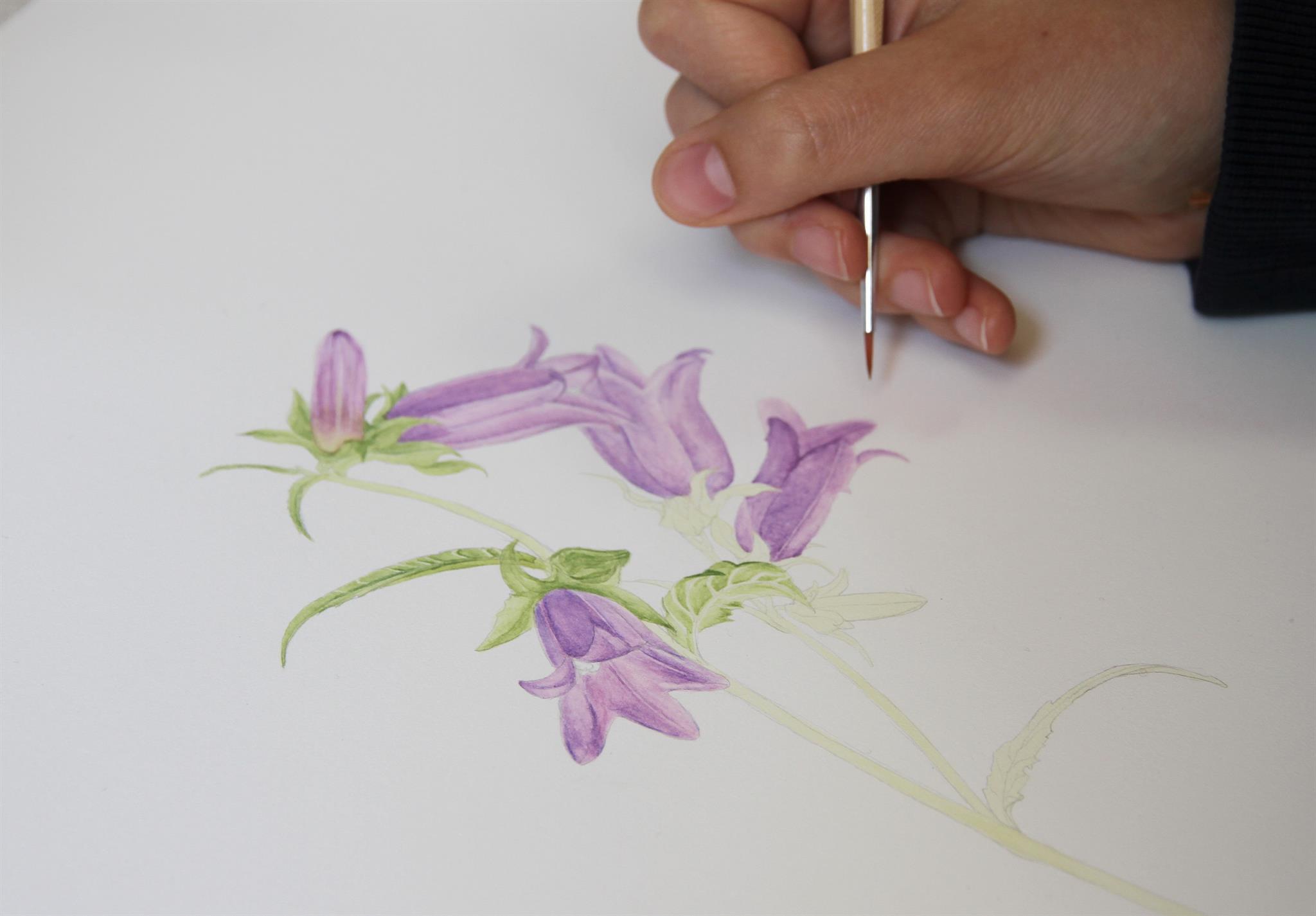 Botanische Illustration im Nationalpark Gesäuse