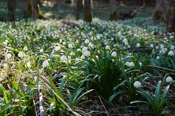 Frühlingsknotenblumen