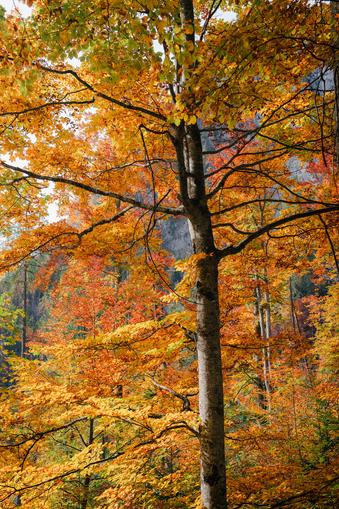 Herbstfest in Treglwang