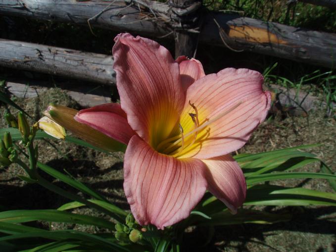 Alpenkräutergarten Käfer